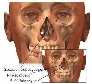 Anatomy of Facial Bones
