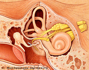 Tinnitus: Where does it arise?ent